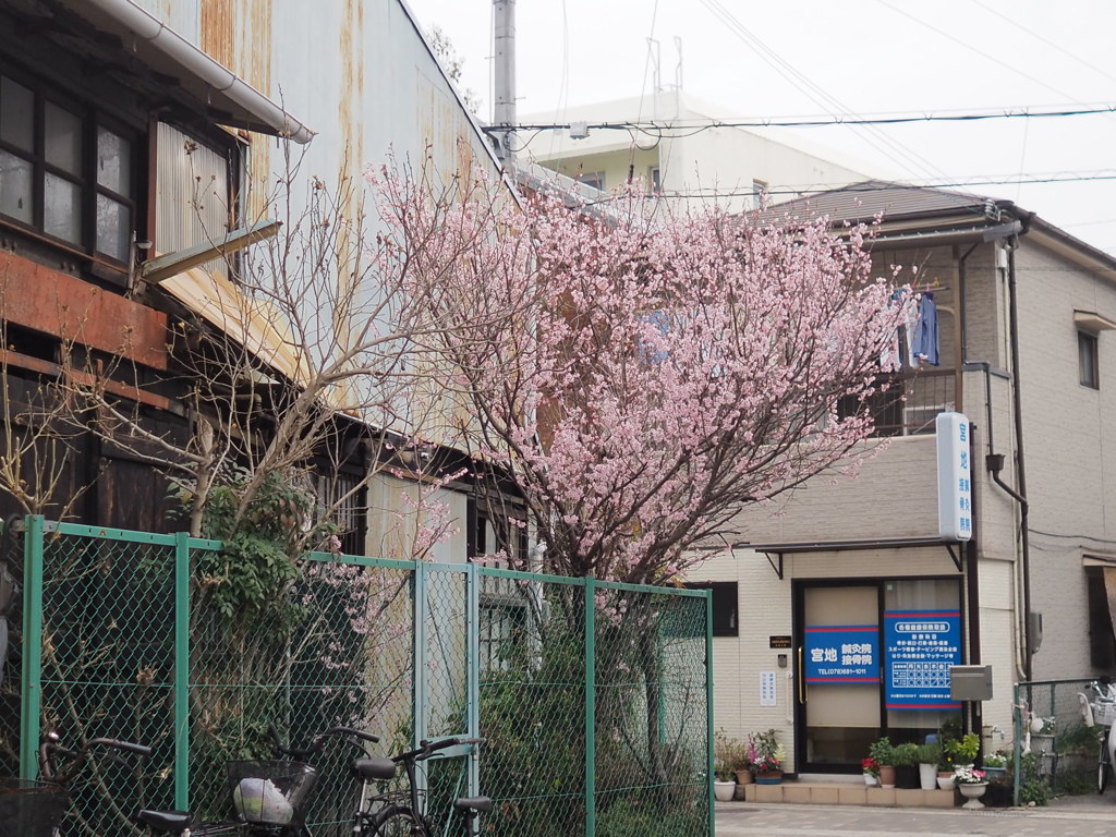 下町の桜