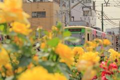 都電荒川線　バラの中を行く