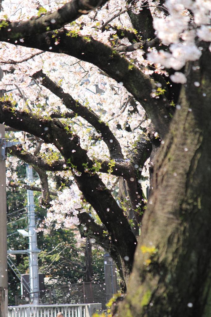 桜吹雪