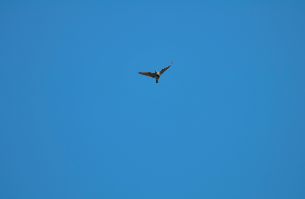 DSC_4518