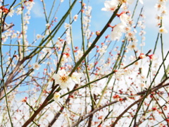 春と空。