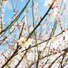 春と空。