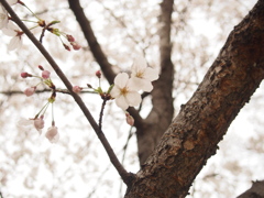 桜。５