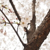 桜。５