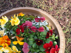 たくさんのお花。