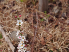 ユキヤナギ。