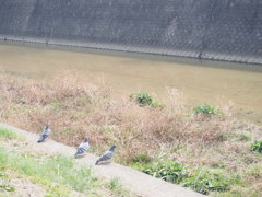鳩さん会議。