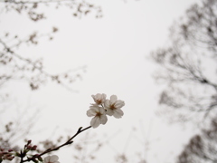 桜。５