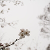 桜。５