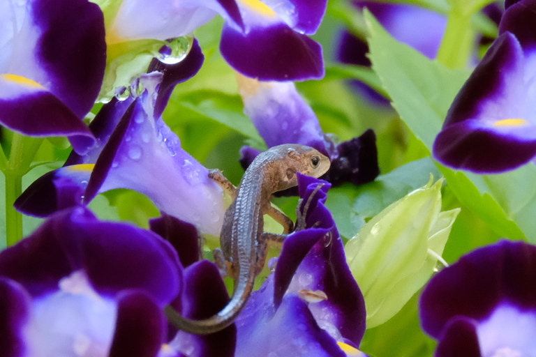 トカゲの花園