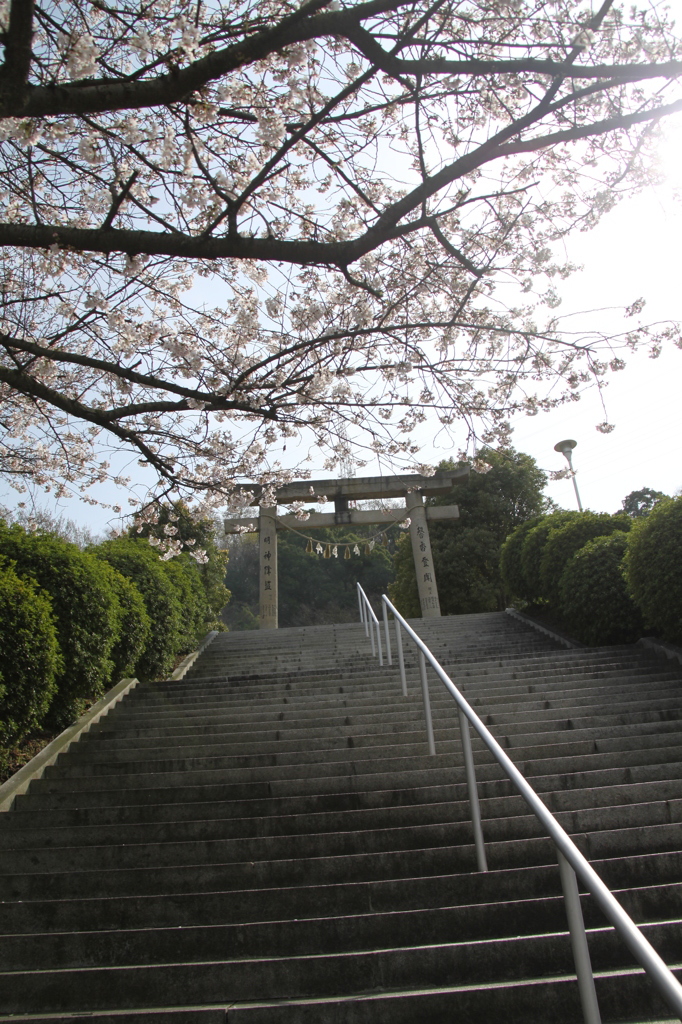 桜の階段