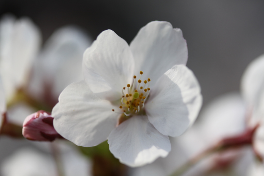 桜、満開？