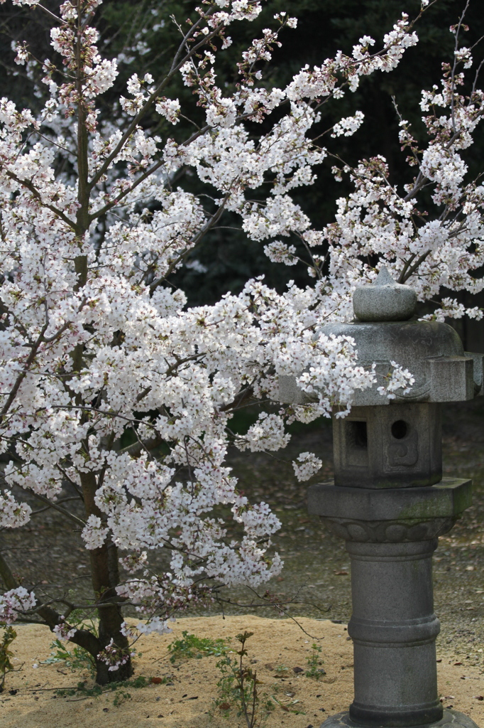 灯篭と桜