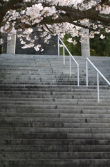 桜の階段