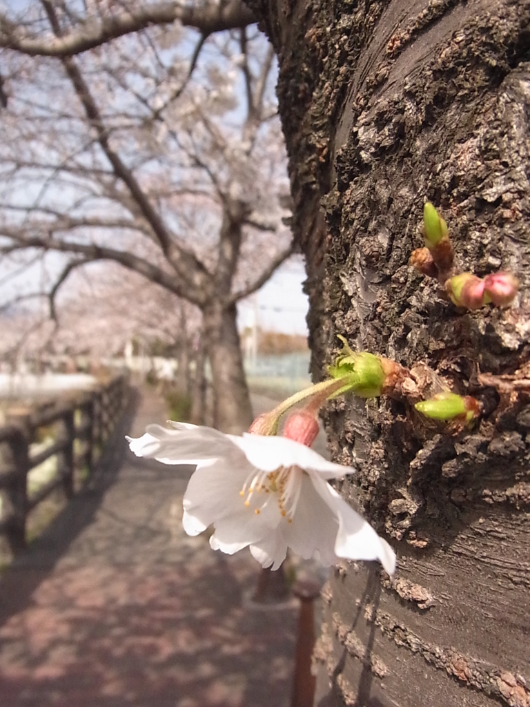 千里川の桜