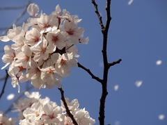 春の北陸2　加賀の桜