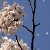 春の北陸2　加賀の桜