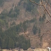 春の北陸2　白川郷2