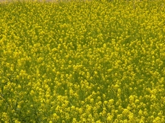 猪名川の菜の花3