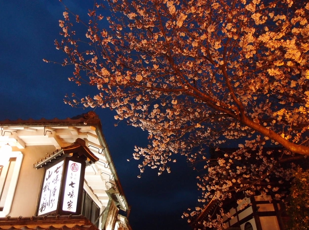 京都　桜