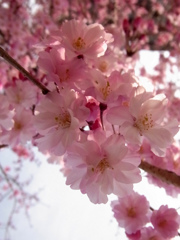千里川の枝垂れ桜