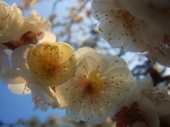 万博公園梅まつり3