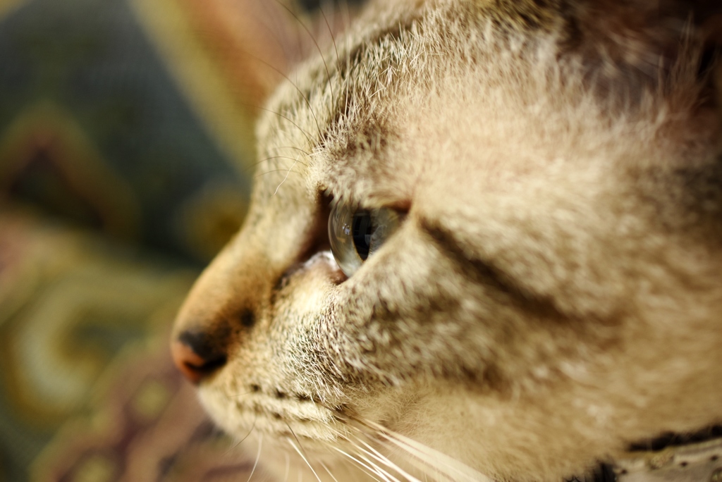 Korin