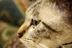 Korin