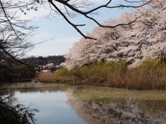 春の北陸　加賀1