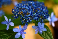 ハウステンボス　紫陽花1
