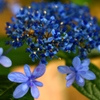 ハウステンボス　紫陽花1