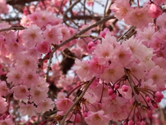 千里川の枝垂れ桜