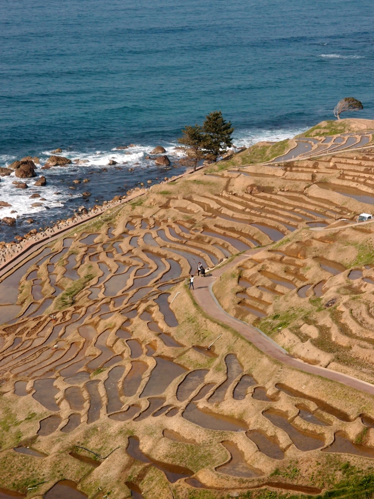 春の北陸　千枚田