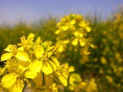 猪名川の菜の花2