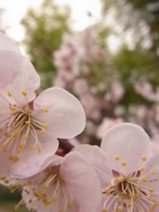 万博公園梅園にて