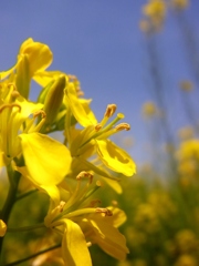 猪名川の菜の花1