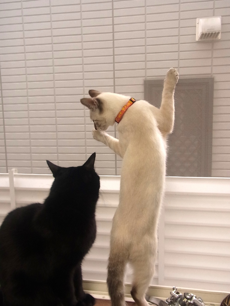 見たいくせに・・・。