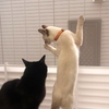 見たいくせに・・・。