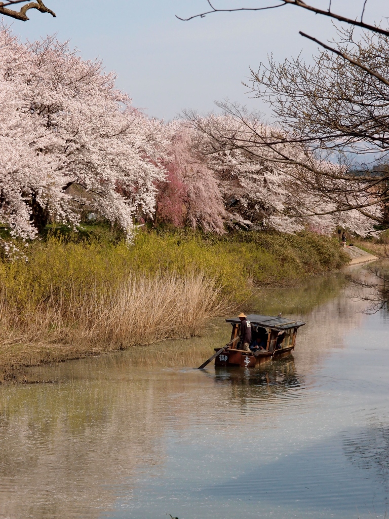 春の北陸　加賀2
