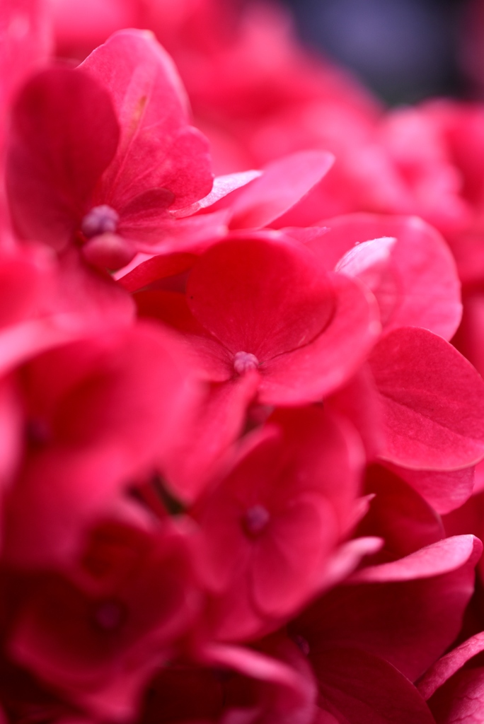 紫陽花