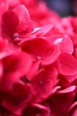 紫陽花