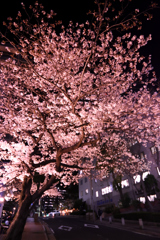 神戸夜桜