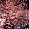 神戸夜桜