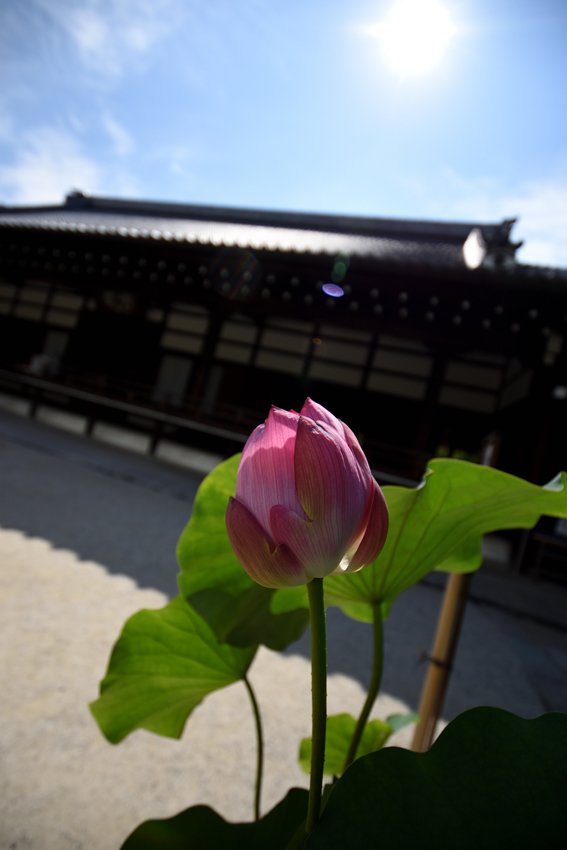 嵐山　天龍寺