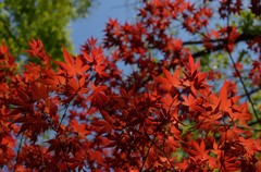 春の紅葉