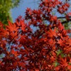 春の紅葉