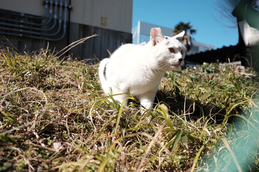 団地の野良猫