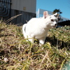 団地の野良猫