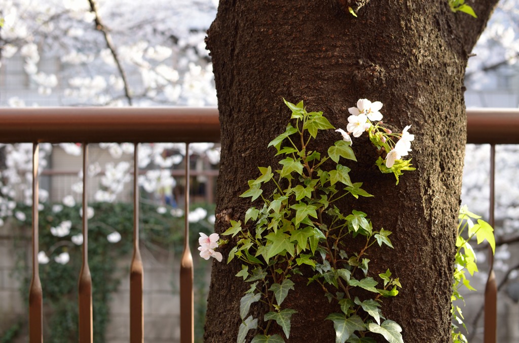 桜