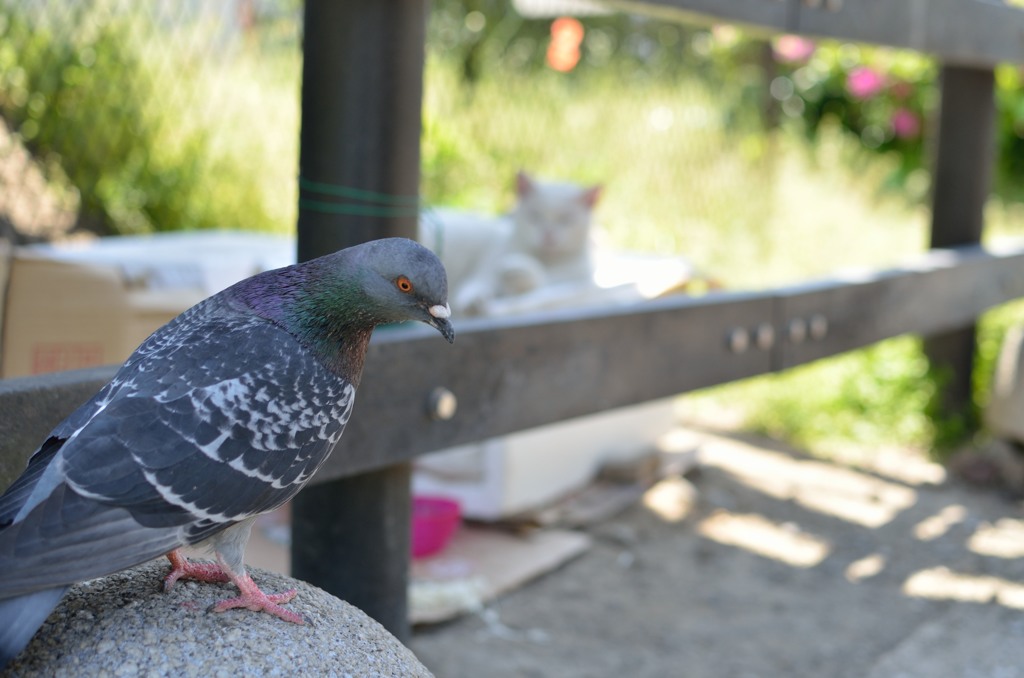 深川の鳩と猫